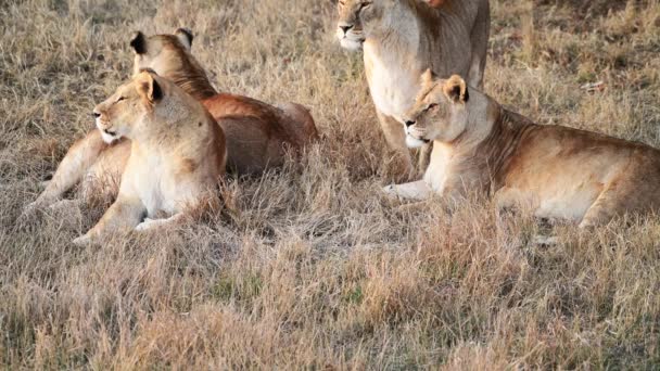 Пара Львов Львах Прайд Охота Рассвете Сафари Национальном Парке Африке — стоковое видео