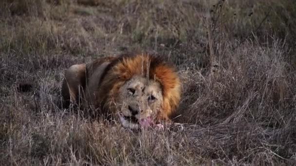 Pareja Leones Leones Caza Del Orgullo Amanecer Mañana Safari Parque — Vídeo de stock