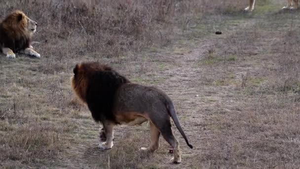 Couple Lions Lions Pride Hunting Morning Sunrise Safari National Park — Stock Video