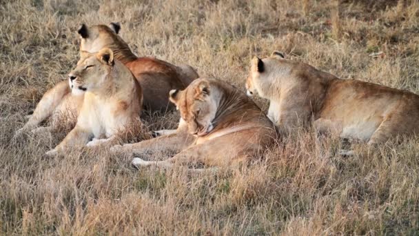 Pareja Leones Leones Caza Del Orgullo Amanecer Mañana Safari Parque — Vídeos de Stock