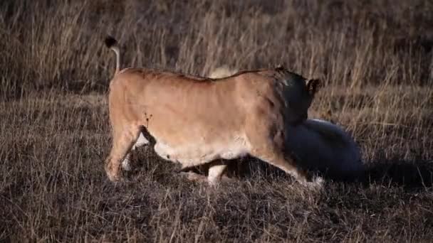 Coppia Leoni Caccia Lions Pride All Alba Del Mattino Safari — Video Stock