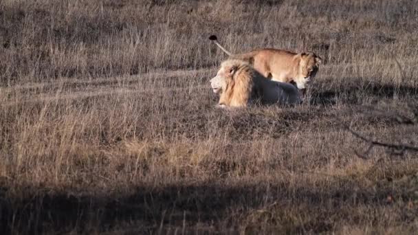 Couple Lions Lions Pride Hunting Morning Sunrise Safari National Park — Stock Video