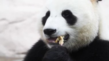 Güzel erkek panda kahvaltıda bambu ağacı yiyor.