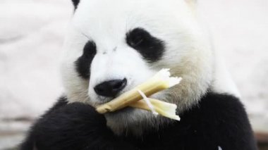Güzel erkek panda kahvaltıda bambu ağacı yiyor.