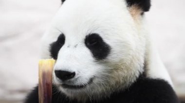 Güzel erkek panda kahvaltıda bambu ağacı yiyor.