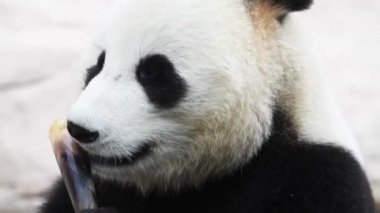 Güzel erkek panda kahvaltıda bambu ağacı yiyor.