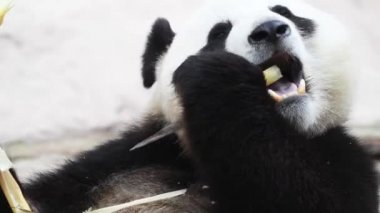 Güzel erkek panda kahvaltıda bambu ağacı yiyor.