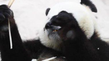 Güzel erkek panda kahvaltıda bambu ağacı yiyor.