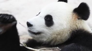 Güzel erkek panda kahvaltıda bambu ağacı yiyor.