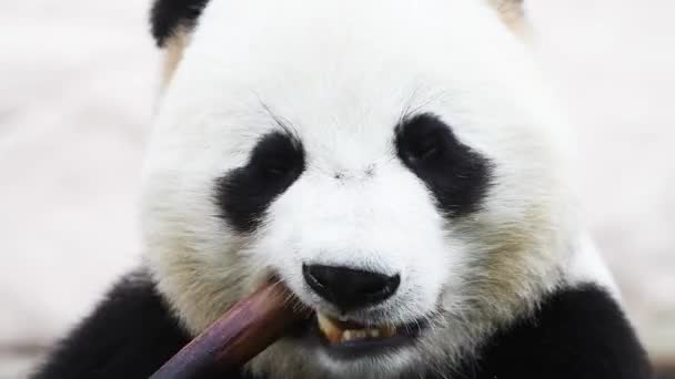 Mooi Schattig Mannetje Panda Eten Bamboe Boom Bij Het Ontbijt — Stockvideo