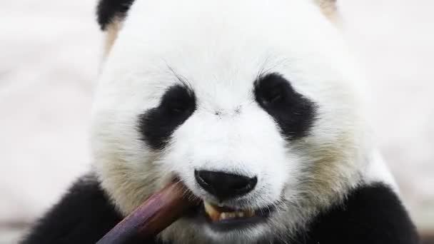 Beau Panda Mâle Mignon Mangeant Bambou Petit Déjeuner Matin Soleil — Video