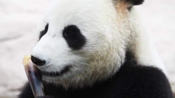 Mooi Schattig Mannetje Panda Eten Bamboe Boom Bij Het Ontbijt — Stockvideo