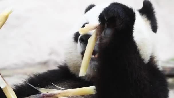 Beautiful Cute Male Panda Eating Bamboo Tree Breakfast Morning Sun — Stock Video