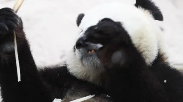Όμορφο Χαριτωμένο Αρσενικό Panda Τρώει Μπαμπού Δέντρο Στο Πρωινό Στον — Αρχείο Βίντεο