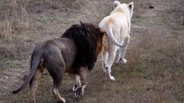 Aslan Çifti Afrika Savanasında Sabah Aslanlar Gururu 'nda