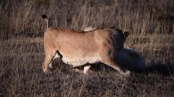 Pareja de Leones en Sabana Africana en el Orgullo de Leones, amor y ternura — Vídeo de stock