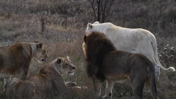 사자들 이 아침에 사자 프라이드에 있는 아프리카 사바나의 부부 — 비디오