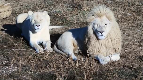 Пара львов в африканской саванне на Pride Lions по утрам — стоковое видео