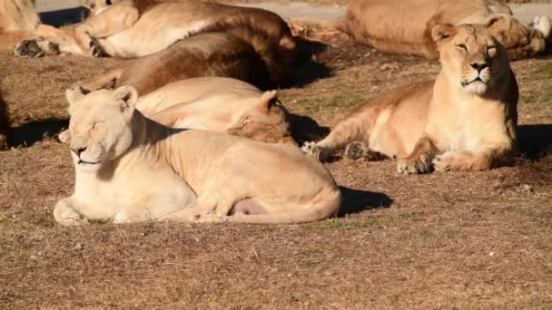 Leona en la sabana africana durmiendo en los rayos del atardecer — Vídeo de stock