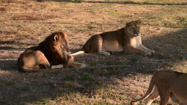 Coppia leoni in Africana Savanna after hun — Video Stock