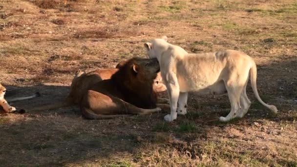 Löwenpaar aus Löwe und Albino-Löwin in afrikanischer Savanne — Stockvideo