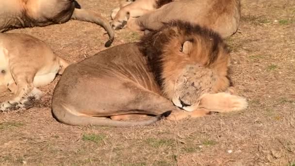 ライオンズプライドでアフリカのサバンナで寝るライオンズ — ストック動画