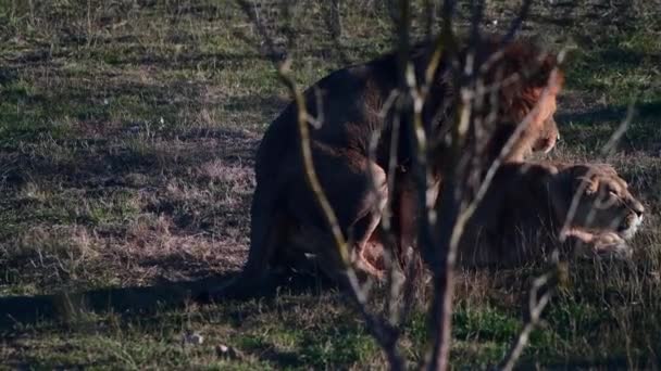 Lvi pár v africké Savanně na pýše lvové — Stock video