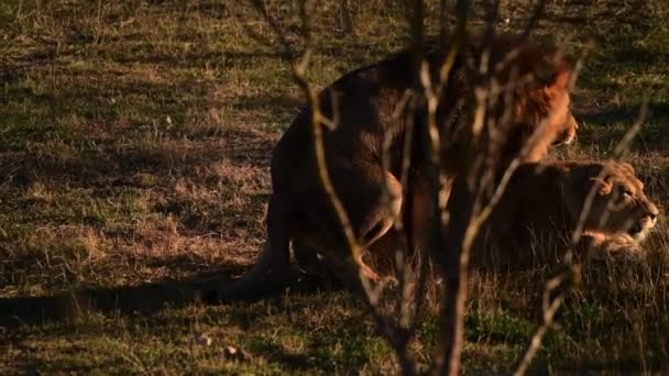 Lions Pride 'da Afrika Savanasında Aslanlar Çifti — Stok video