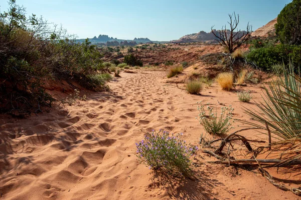Arizona desert scenery no clouds, Estados Unidos —  Fotos de Stock