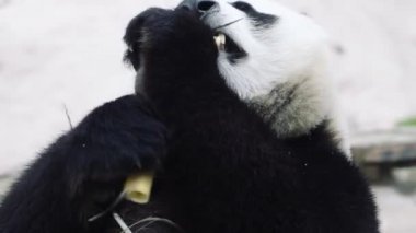 Genç Panda kahvaltı yapıyor.