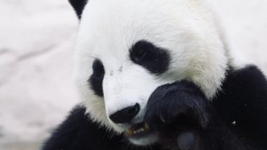 Şişko Panda, portreyi kapat.