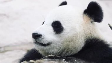 Panda uzanıp kameraya bakıyor.
