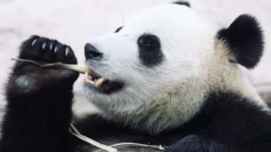 Obez Panda uzanıp kahvaltı yapıyor.