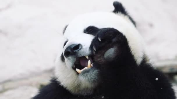 Закрыть медведя-панду, питающегося завтраком — стоковое видео