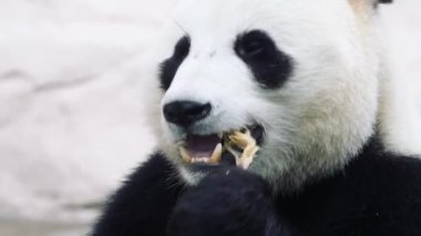 Beyaz arka planda oturup yemek yiyen bir panda.