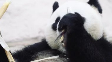 Beyaz arka planda oturup yemek yiyen bir panda.