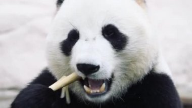 Beyaz arka planda oturan bir panda.