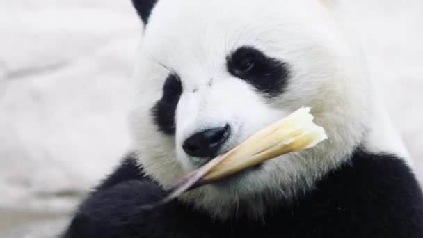 Un oso panda sentado sobre un fondo blanco — Vídeos de Stock