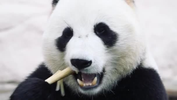 Un panda sentado sobre un fondo blanco — Vídeos de Stock