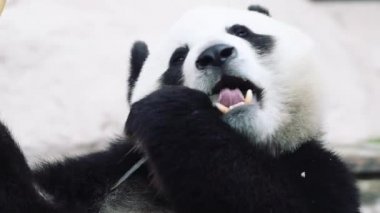 Beyaz arka planda oturup yemek yiyen bir panda.