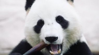 Beyaz arka planda oturup yemek yiyen bir panda.