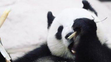 Beyaz arka planda oturup yemek yiyen bir panda.