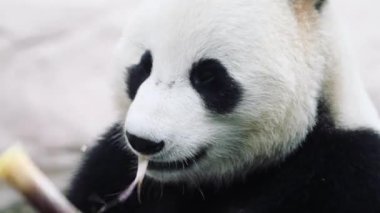 Beyaz arka planda oturan bir panda.
