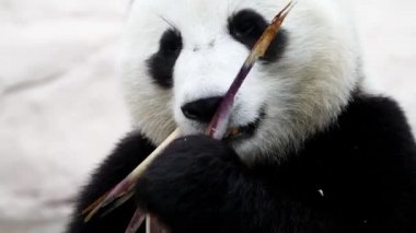 Beyaz arka planda oturan bir panda.