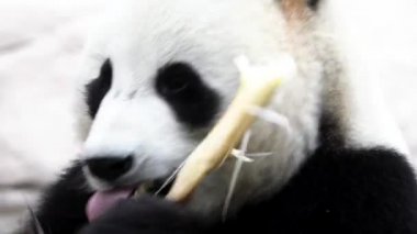 Beyaz arka planda oturup yemek yiyen bir panda.