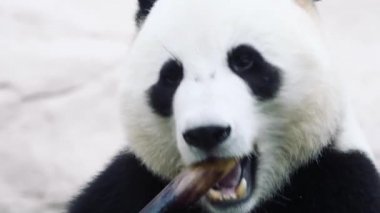 Beyaz arka planda oturan bir panda.