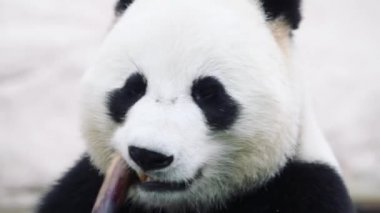 Beyaz arka planda oturup yemek yiyen bir panda.