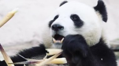 Beyaz arka planda oturan bir panda.
