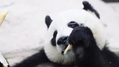 Beyaz arka planda oturup yemek yiyen bir panda.