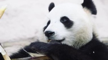 Beyaz arka planda oturup yemek yiyen bir panda.